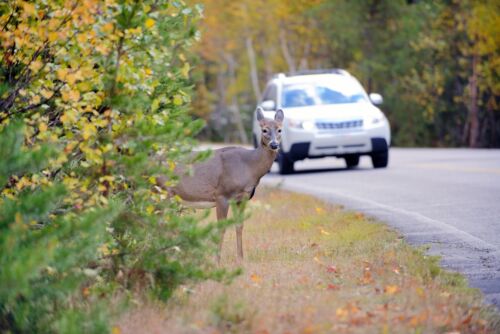 Deer standing at side of road. Deer crossing can injuries and fatalities among both deer and humans. Risk of deer traffic accidents rises in fall/winter.