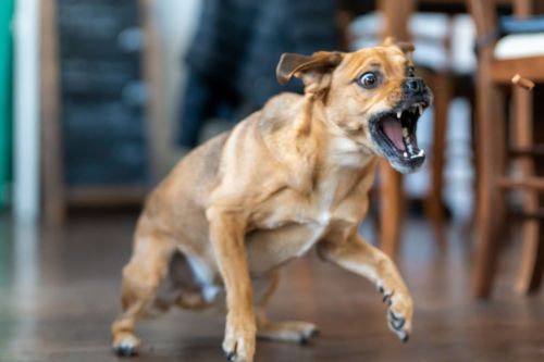 Dog Knocked You Down Without Biting? Michigan Law Explained.